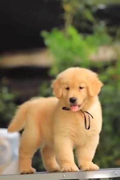 This floof golden retriever