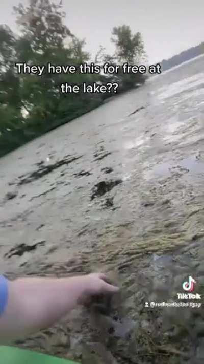 I'd imagine that lakeweed has a little less sodium than regular seaweed