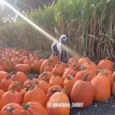 And the best Halloween costume this year goes to...