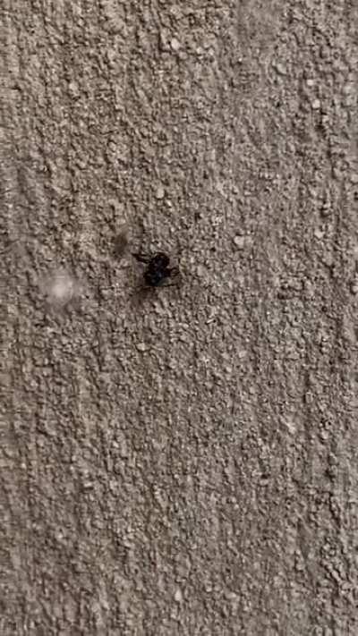 Spider troubling black ant….wtf
