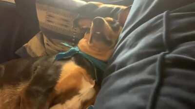 Bubbles in deep sleep with bottom teeth derp