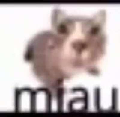 miau