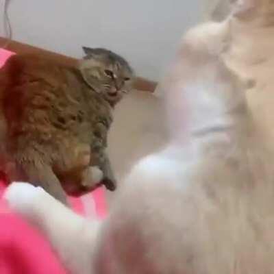 He can't resist the booty