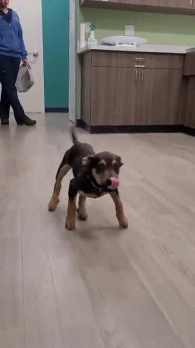 He really did the 🦗🦟