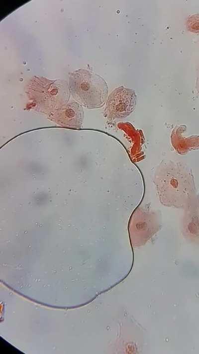 Que vivan las primas 🤠