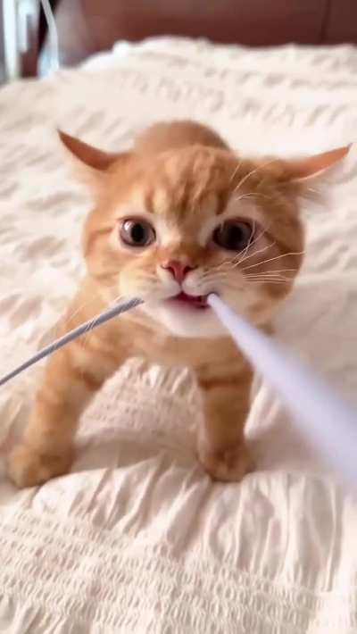 Size of a bun, anger level sun