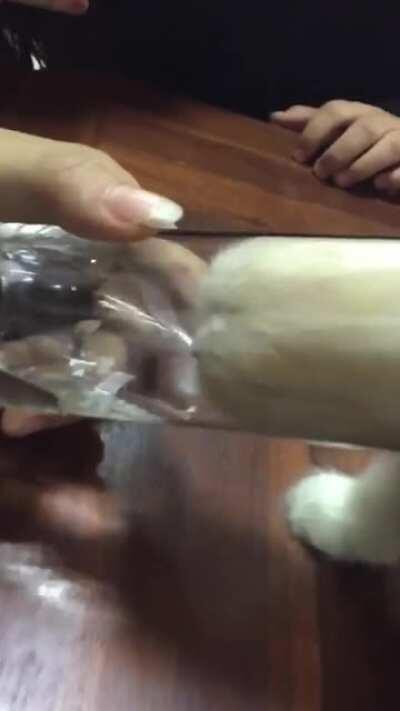 Pour the cat some water in bowl