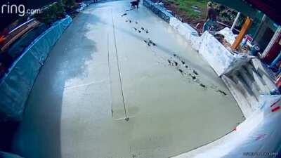 Dog runs through concrete.