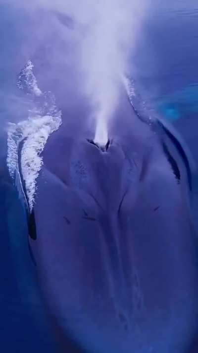 A living submarine: the Blue Whale!⁣