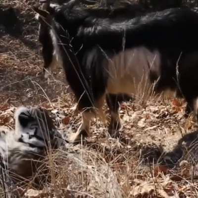 In 2015, a goat was thrown into a tiger’s enclosure as his weekly live feed only to become his friend.