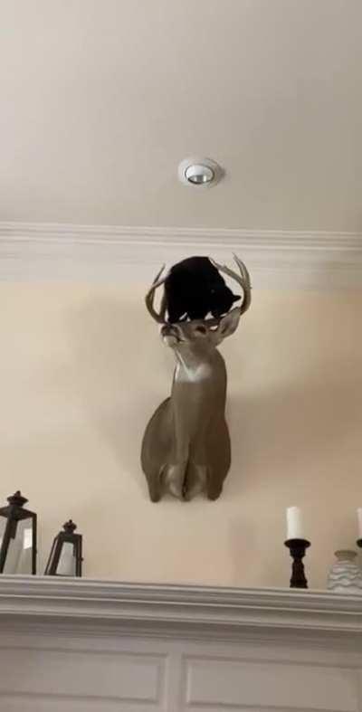 The cat was ok but the deer had a couple chipped antlers