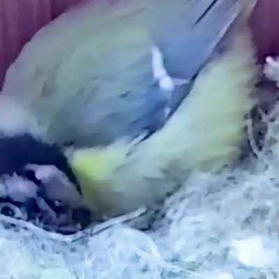 From empty nest to first egg. A 3 months story in 3 minutes.
