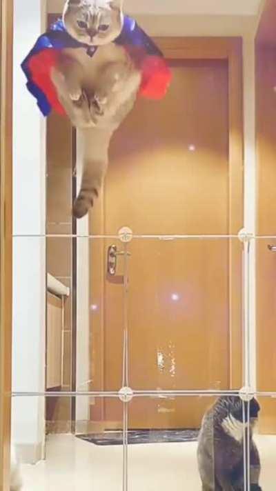 Supercat rushes to the rescue ...