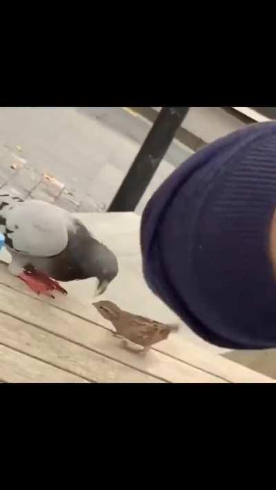 Pigeon isn't sharing its fries with anyone.