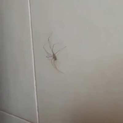 Araña Orslok Araña Orslok