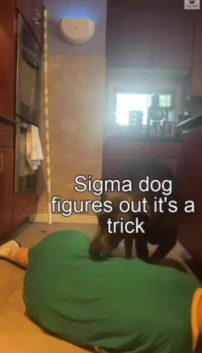 Smart doggo...