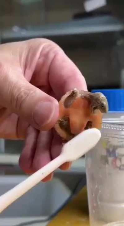 FunnyAnimals - Video #7251