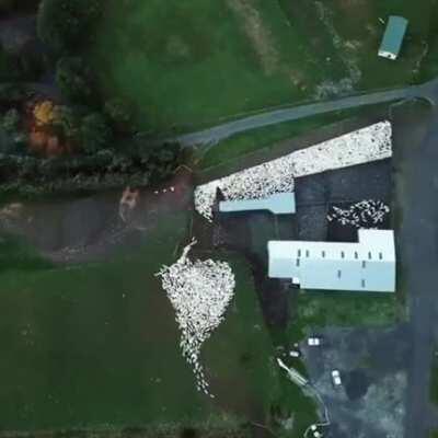 Sheepherding from above