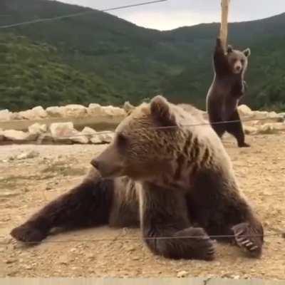 🔥 This Pole Dancing Bear and its nonchalant mate
