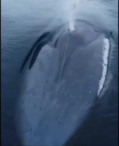 Голубой кит всплывает. Звук 🔈