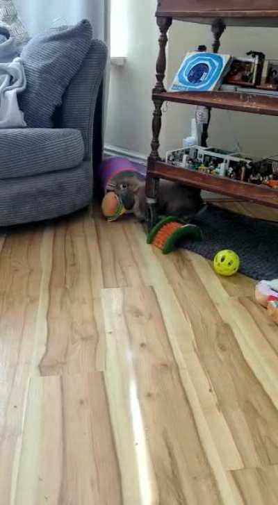 Does anyone else’s bunnies love soft toys?? I find it so funny watching him hop around with his burger