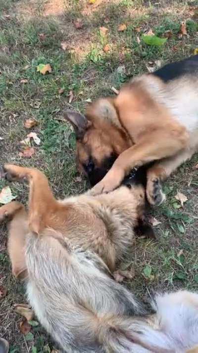 Two very vicious derps quarreling