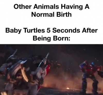 “You’ll Never Stop At One, I’ll Take You All On”- Baby Turtle