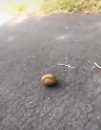 He turtle did not see that coming