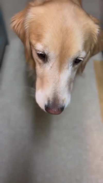 Dog takes medicine only if served with a slice of banana