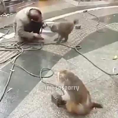 están evolucionando