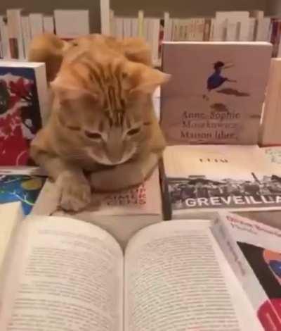 I guess cats have started evolving already