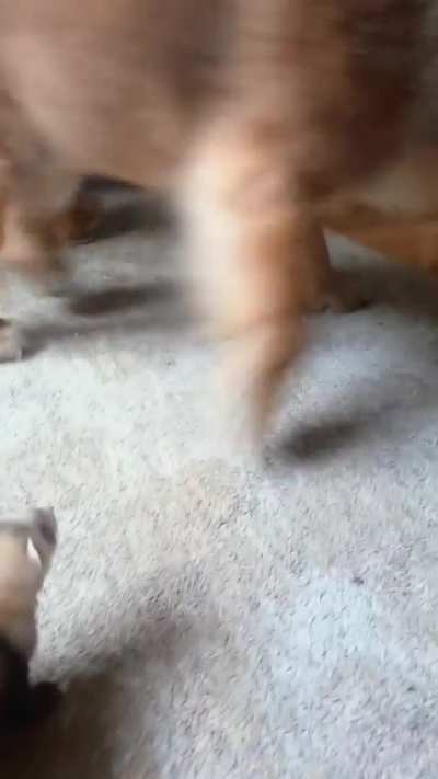 Mr.Chow Moana and Jenny 😍