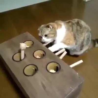 A gentle world exists today