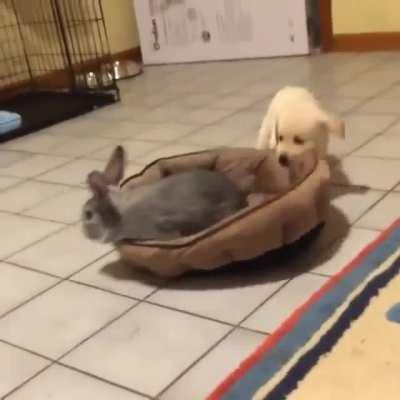 Dog world problems: when that annoying rabbit takes your bed
