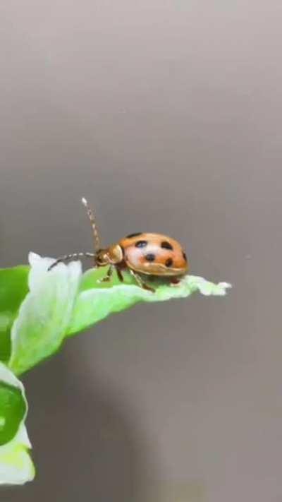 This man paints so realistic.