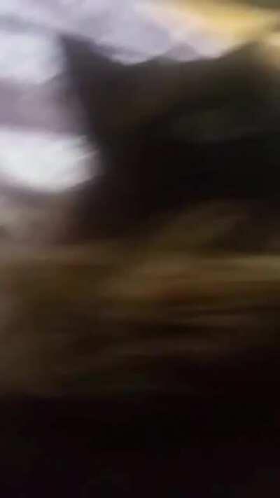 Tried to record my cat snoring, got this instead