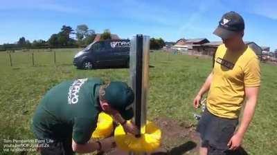 Cows are supervising a cow brush installation