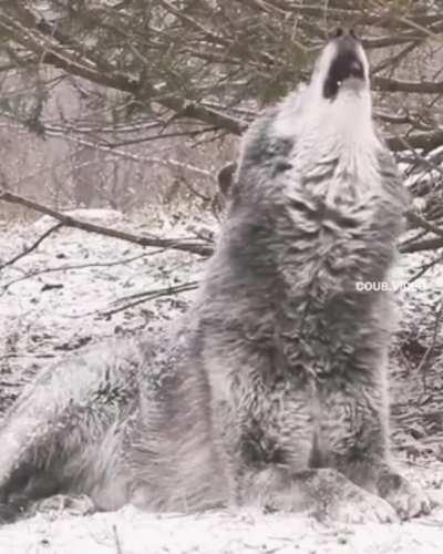 Darwin Award for this gentleman