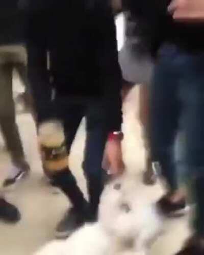 Perrito anticuarentona