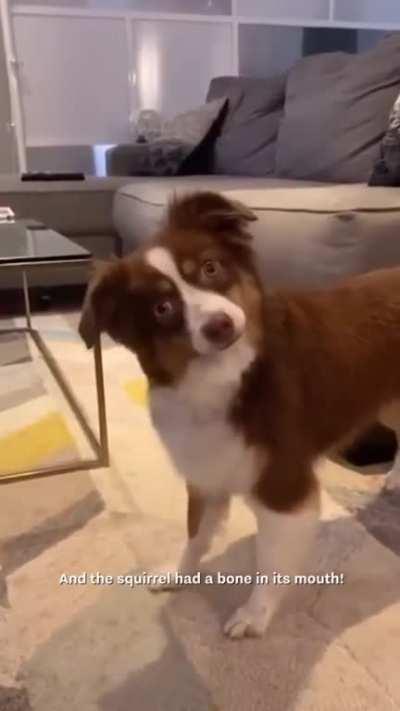 Tell your dog a story using only their favorite words