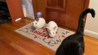 I swear my cat is more afraid of the buns then they are of him