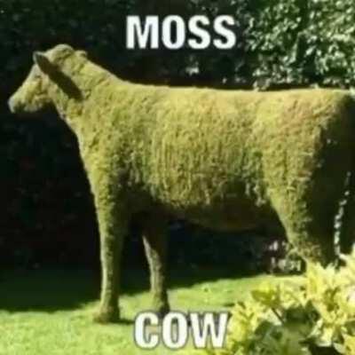 MOSS-COW