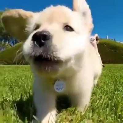 I Bite, I run, I chomps