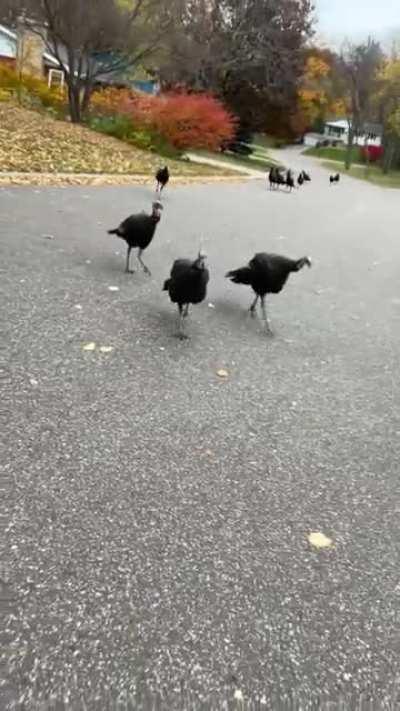 Saw someone post about the goose blocking the trial so I decided to share mine. Just tryna get to my car