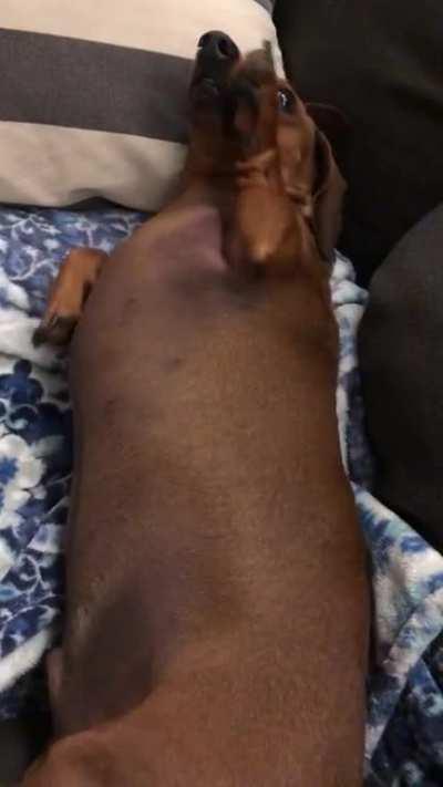 Always Needy For Pats