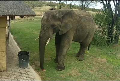 Elephant collects trash and deposits it in the bin.