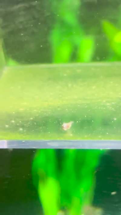 What happed to this poor guy :(