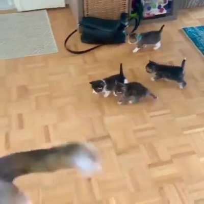 Pointy tailed parade!