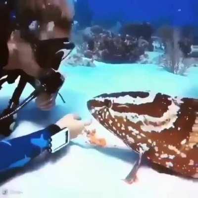 🔥 A fish and a human while scuba diving