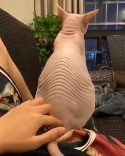 Petting a Sphinx cat